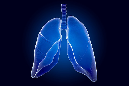 Human lungs, x-ray hologram. 3D rendering on dark blue background