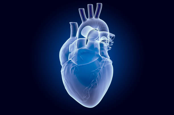 Human Heart Xray Hologram 3d Rendering On Dark Blue Background Stock Photo  - Download Image Now - iStock