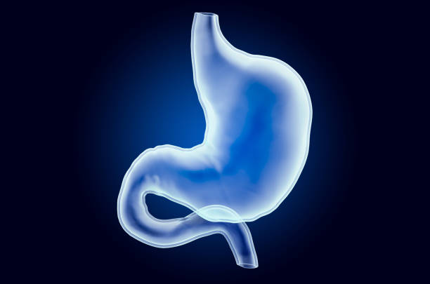 Human stomach, x-ray hologram. 3D rendering on dark blue background
