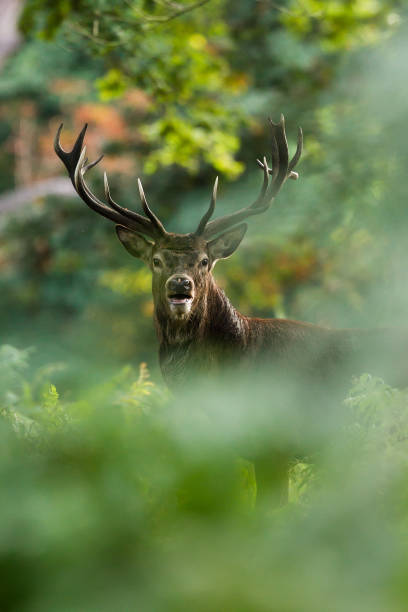 rothirsch - tiere bei der jagd stock-fotos und bilder