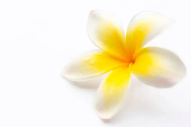 White, yellow Frangipani flower with dew, white background with copy space, full frame horizontal composition