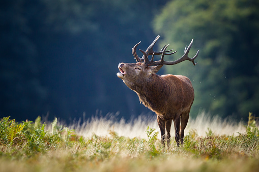 Close up of a red deer stag in the morning mist, UK.