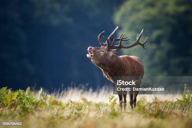 Red Deer Old Stag Stock Photo - Download Image Now - Animal, Red Deer -  Animal, Animal Wildlife - iStock