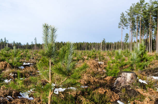 istock Pine tree plantation in the woods 1204704486