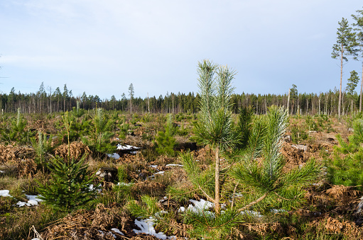 Growing pine tree plants by early springtime in a scandinavian tree plantation