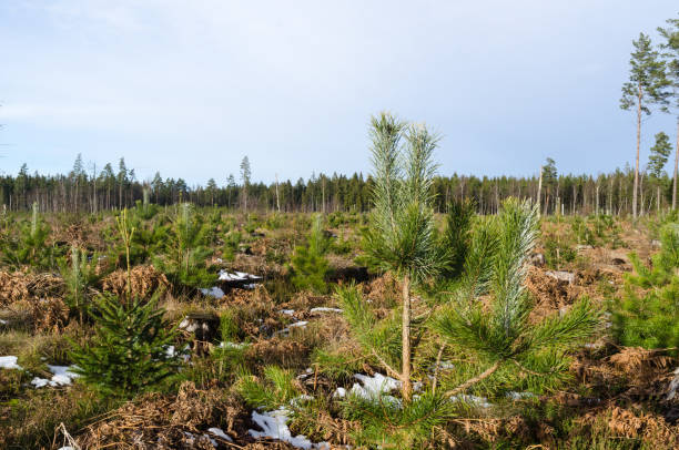 Growing pine tree plants by springtime stock photo