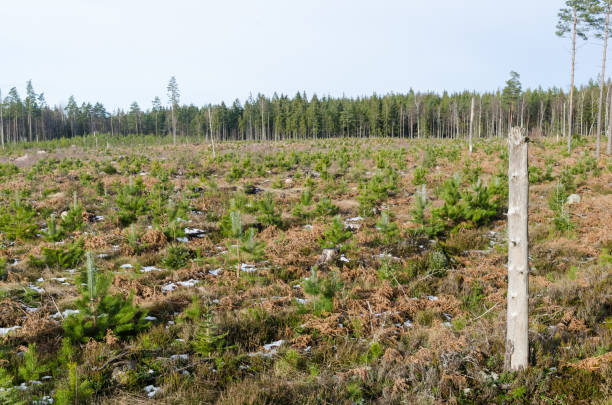 istock High stump left in a pine tree plantation 1204704506