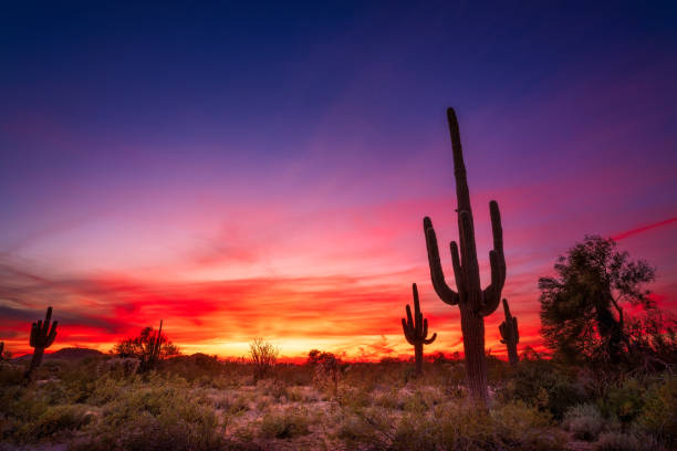 arizona wüstenlandschaft bei sonnenuntergang - sonoran desert cactus landscaped desert stock-fotos und bilder