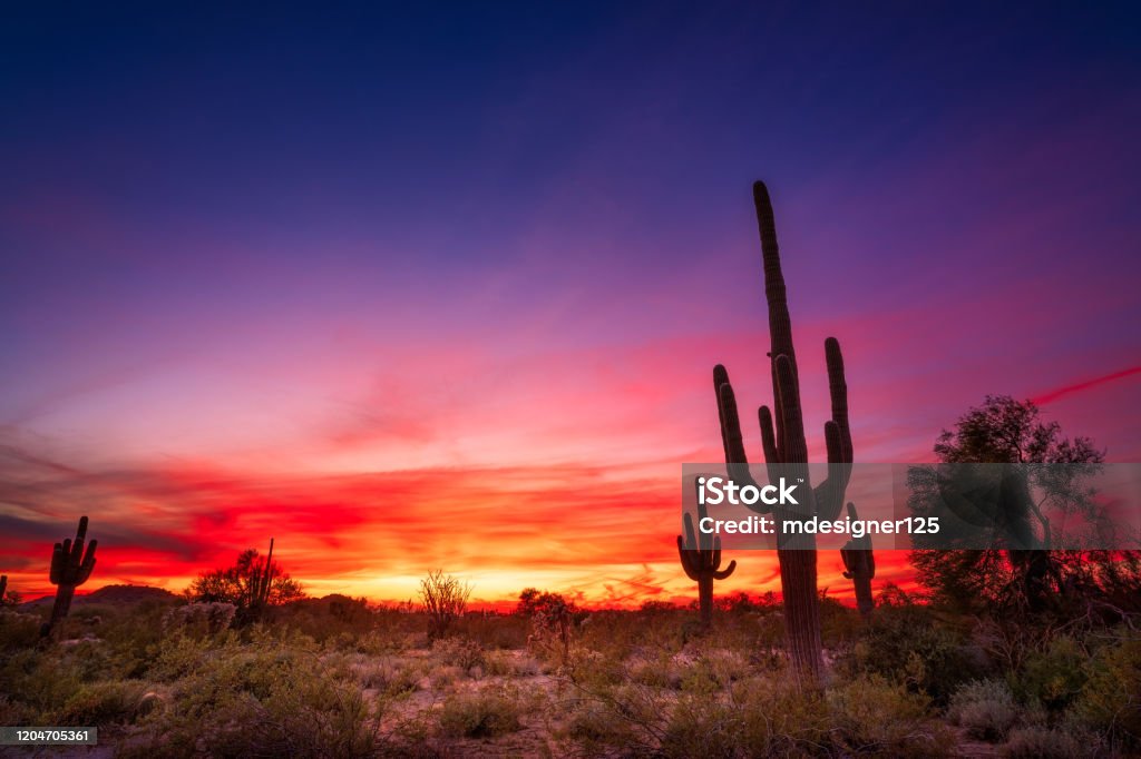 Arizona desert landscape at sunset Arizona desert landscape with Saguaro cactus at sunset Arizona Stock Photo