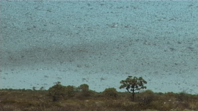 Plague locusts