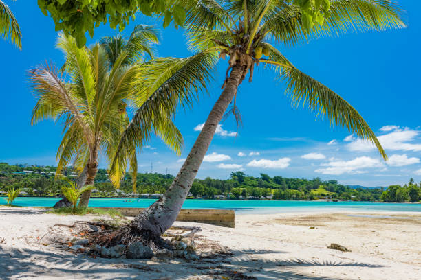 istock Palm trees on a tropical beach, Vanuatu, Erakor Island, Efate 1204706448