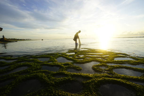 istock Mossy beach in southern Myanmar 1204708397