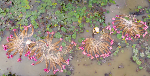 istock Lotus blossom in mekong delta 1204708399