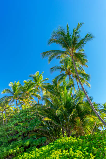 palmier et plantes tropicaux avec le ciel bleu clair - maui beach palm tree island photos et images de collection