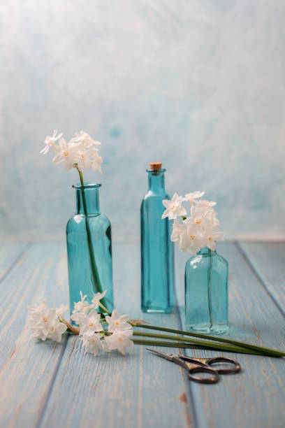 istock Freshly Cut Paperwhite Narcissus in Blue Bottles on Blue Background 1204709502