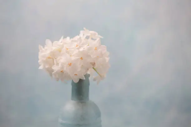 Small bouquet of paperwhite Narcissus in old blue bottle on blue wood tabletop.  Blue background.  Selective focus with room for text, room for copy.