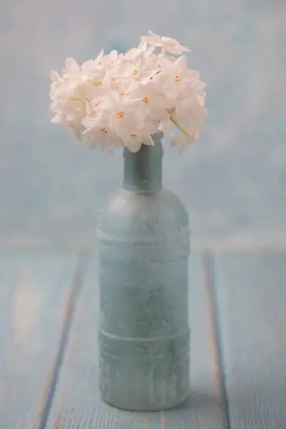 Small bouquet of paperwhite Narcissus in old blue bottle on blue wood tabletop.  Blue background.  Close up.