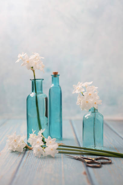istock Freshly Cut Paperwhite Narcissus in Blue Bottles on Blue Background 1204709534