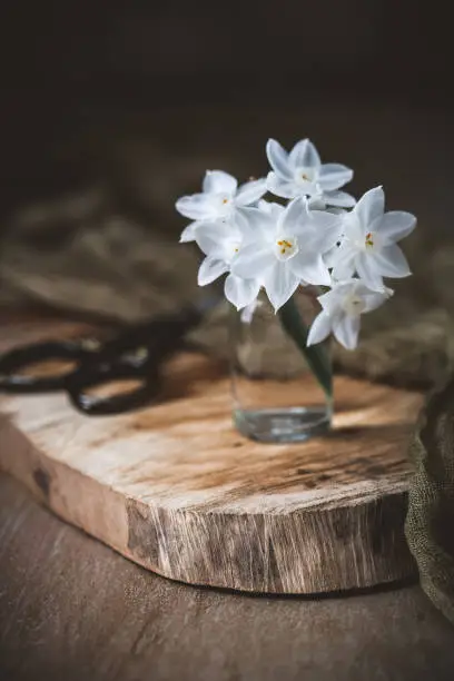 Little bouquet of paperwhite Narcissus in a small, clear bottle on a cedar plank.  Plank on wood table with brown background.  Scissors and fabric in background.