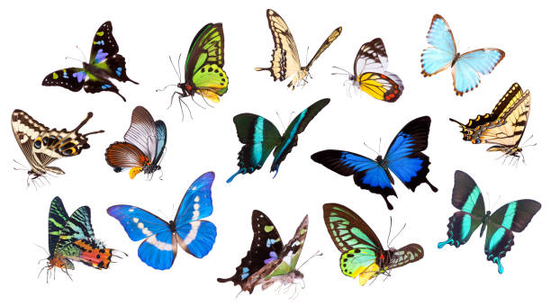 conjunto de mariposas aislados sobre blanco - mariposa lepidópteros fotografías e imágenes de stock
