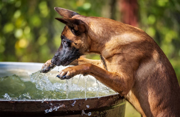 le jeune chien de berger belge malinois joue avec l’eau dans un grand chaudron - 2532 photos et images de collection