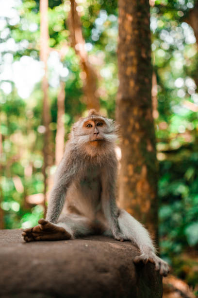 istock Balinese long tailed monkey sitting on a rock 1204715226