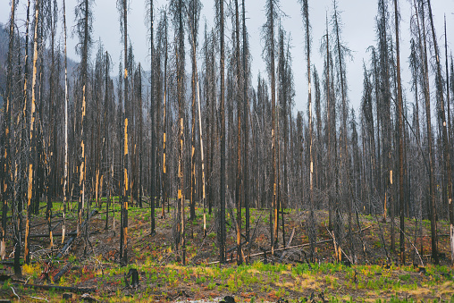 Grove Of Burned Trees In The National Forest in Entiat, WA, United States