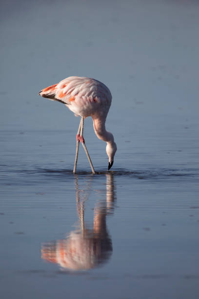 flamenco comiendo en las lagunas altiplanicas - cerro miscanti fotografías e imágenes de stock