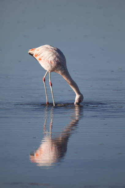 flamenco comiendo en las lagunas altiplanicas - cerro miscanti fotografías e imágenes de stock