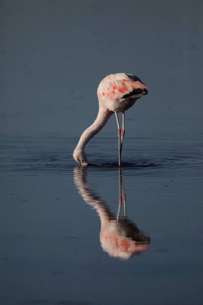 flamenco comiendo en las lagunas altiplanicas - cerro miscanti fotografías e imágenes de stock