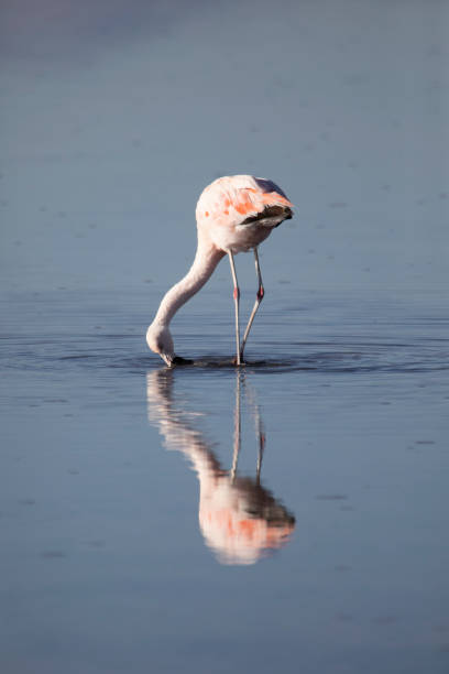 flamenco comiendo en las lagunas altiplanicas - cerro miscanti fotografías e imágenes de stock