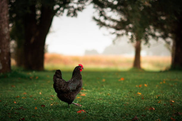 Black Australorp chicken walking in the green grass in the yard in Marshalltown, IA, United States