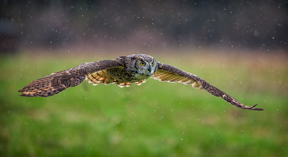 owl in flight on a rainy day