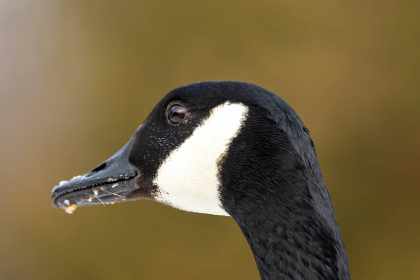 istock Canada goose, head detail. Scene from Wisconsin state conservation area. 1204718713