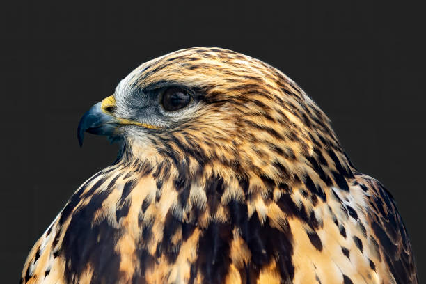 rough-legged hawk or rough-legged buzzard. bird of prey from tundra and taiga habitats .migration birds. - rough legged hawk bird of prey hawk animals in the wild imagens e fotografias de stock