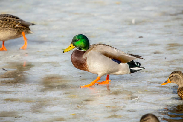 istock Duck. Mallard duck, Natural scene from Wisconsin. 1204719620