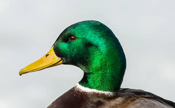istock Duck. Mallard duck, Natural scene from Wisconsin. 1204719643