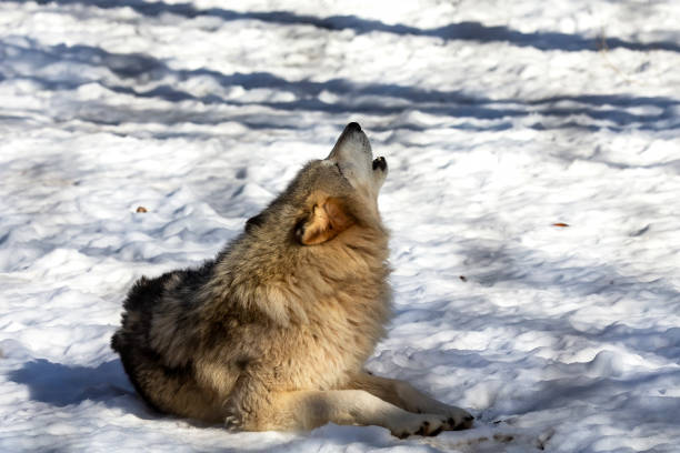 istock Grey wolf (Canis lupus)  also known in north america as Timber wolf in winter. 1204719839