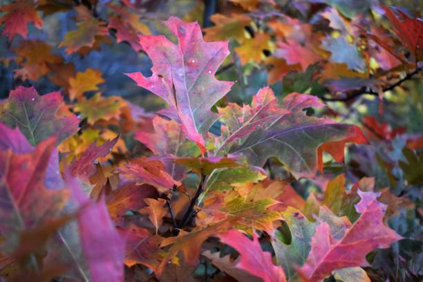 istock Autumn Oak Leaves 2 1204723094