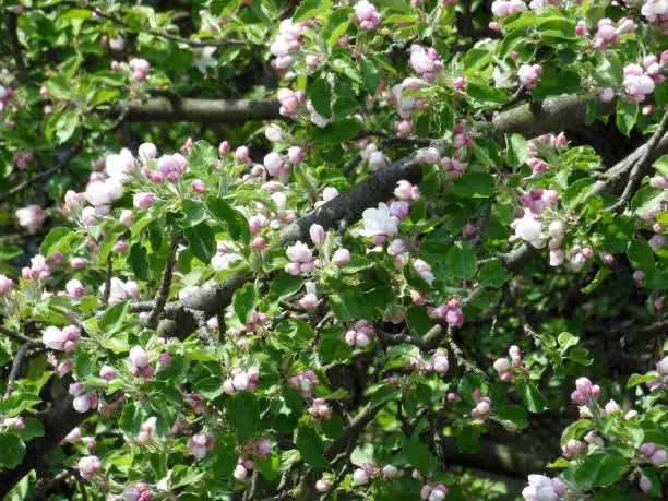 Apple tree in full bloom