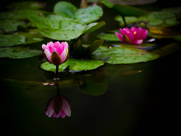 Lotus Pond Stock Photos, Pictures & Royalty-Free Images - iStock