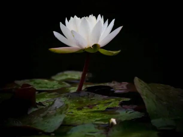 Photo of lotus flower blooming in summer pond with green leaves as background