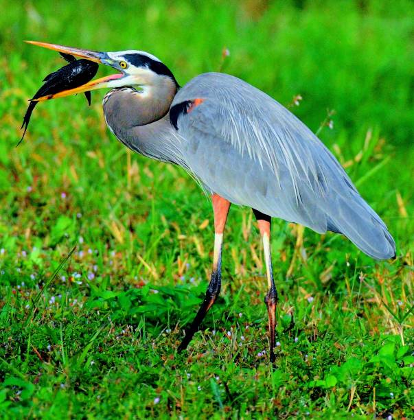 istock Birds of the Everglades finding and eating catfish 1204729630