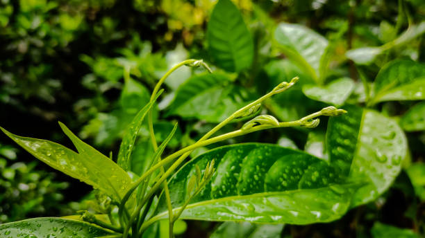 istock Natural macro shot on a rainy day. 1204729631