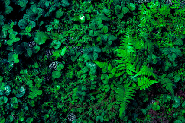 istock ropical leaves,(Fern leaves) green foliage in jungle, nature background 1204731338