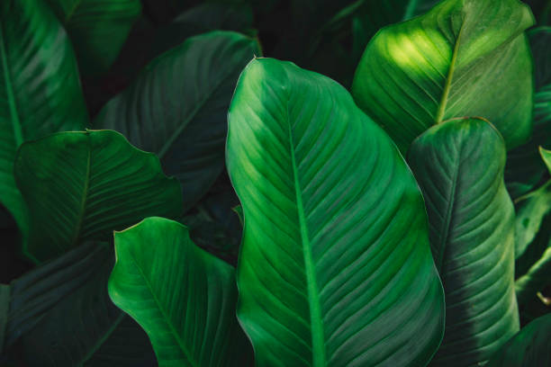 istock abstract green leaf texture, nature background, tropical leaf 1204731353