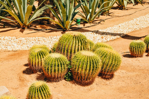 istock hotel garden in egypt 1204731532