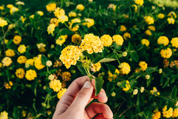 istock yellow exotic flowers 1204731630