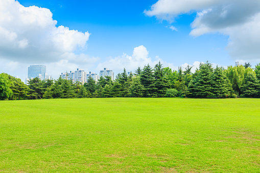 Green grass and forest with building landscape in city park.