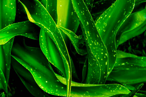 istock green leaf texture, dark green foliage nature background, tropical leaf 1204733502